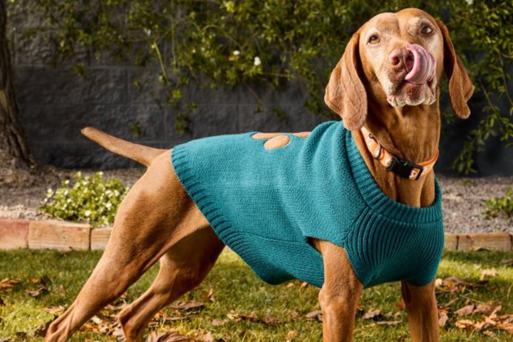 Comfortable Clothes For Furry Friends