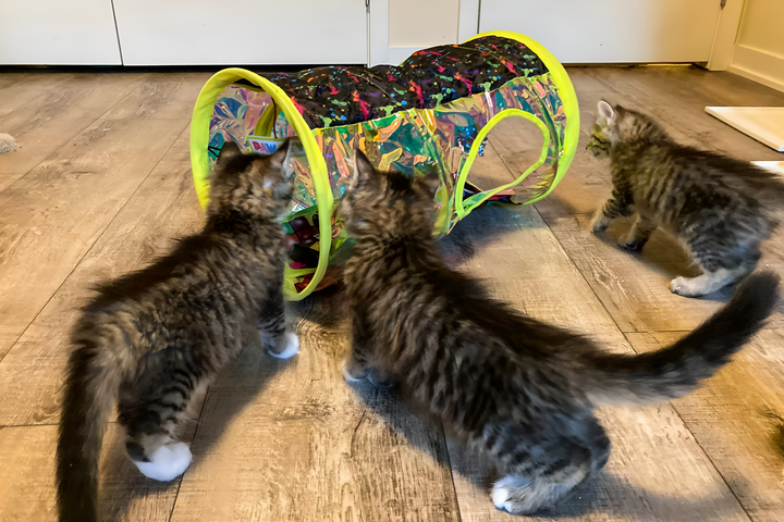Playtime Full Of Fun And Energy