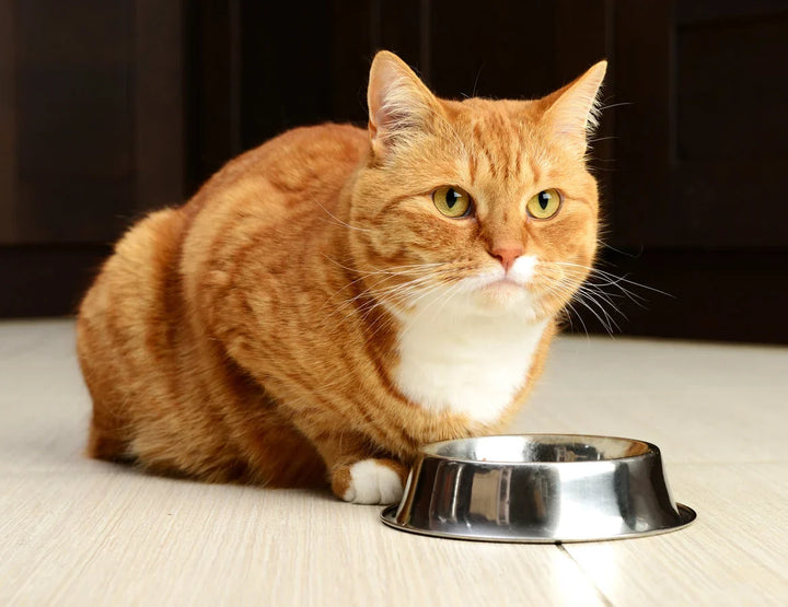 Creating Better Mealtime Routines